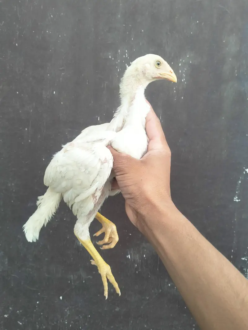 0 Shamo chicks pair — photo 2