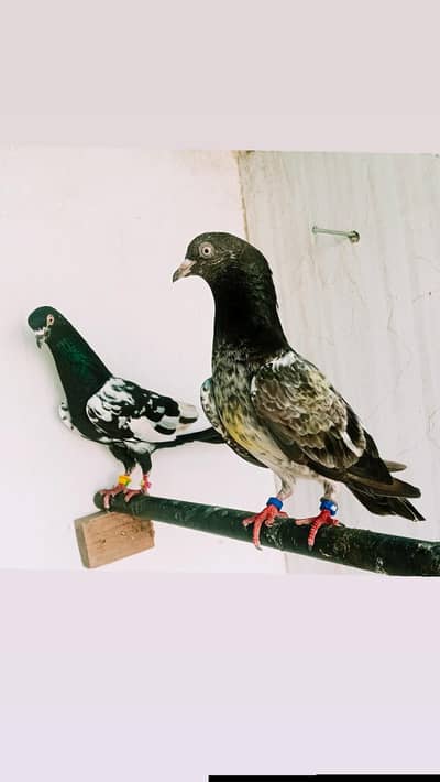 A plus quality Kabotar pair