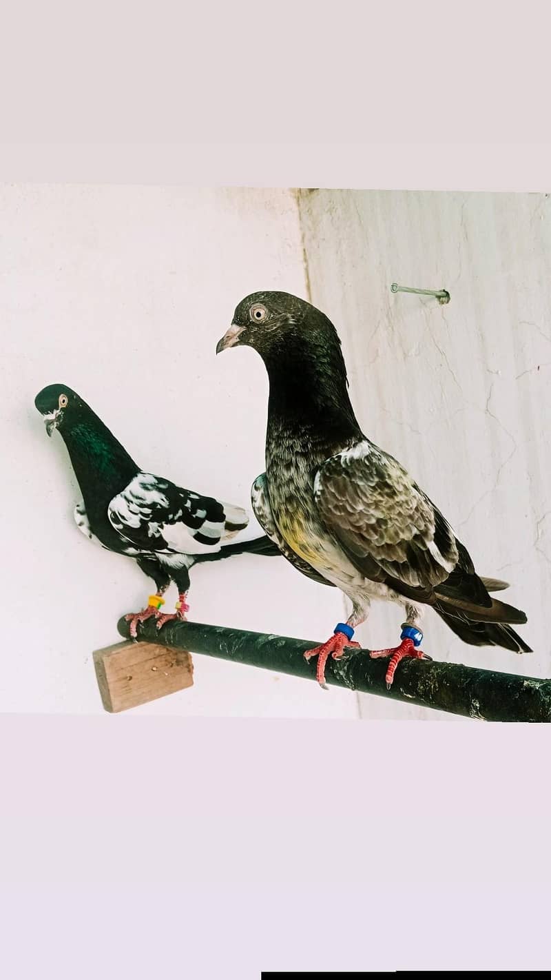 A plus quality Kabotar pair 1