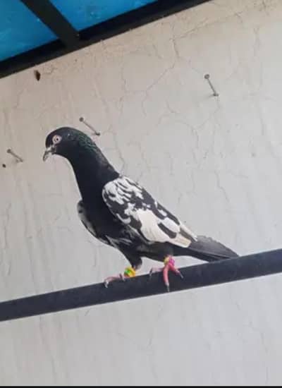 A plus quality Kabotar pair