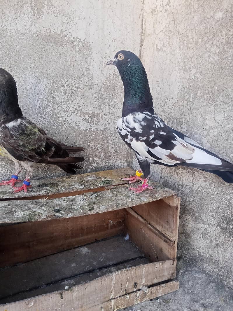 A plus quality Kabotar pair 5