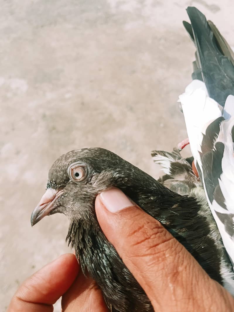 A plus quality Kabotar pair 8