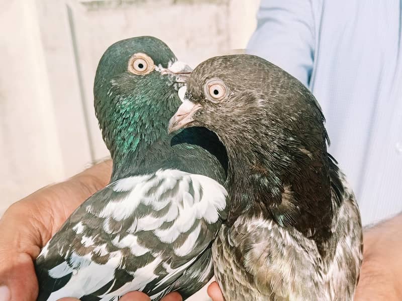 A plus quality Kabotar pair 9
