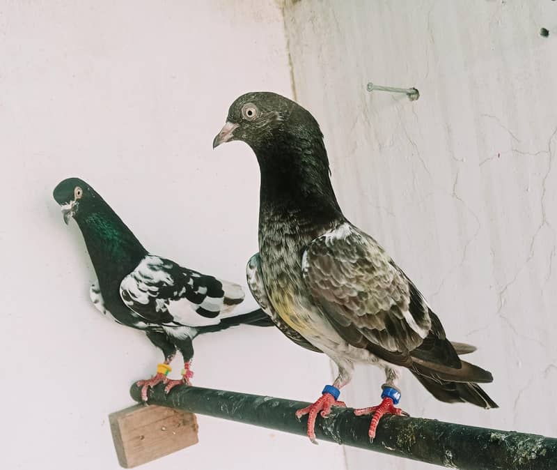 A plus quality Kabotar pair 10