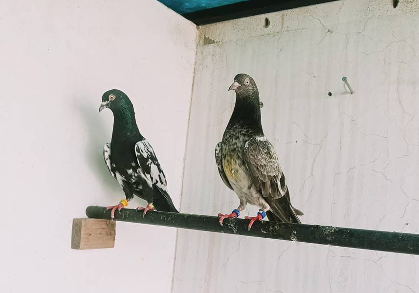 A plus quality Kabotar pair 11