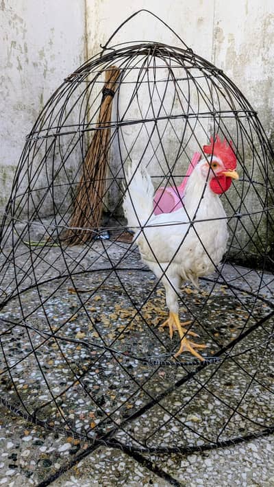 Healthy And Active Murga For Sale.