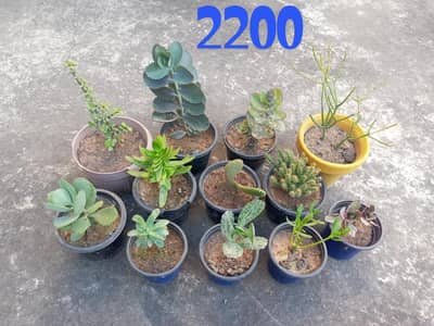 succulents and indoor plants