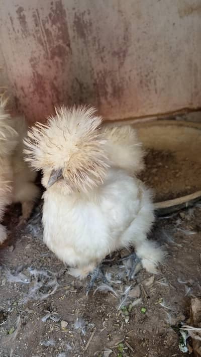 white silkie pair
