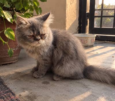 cat for sale