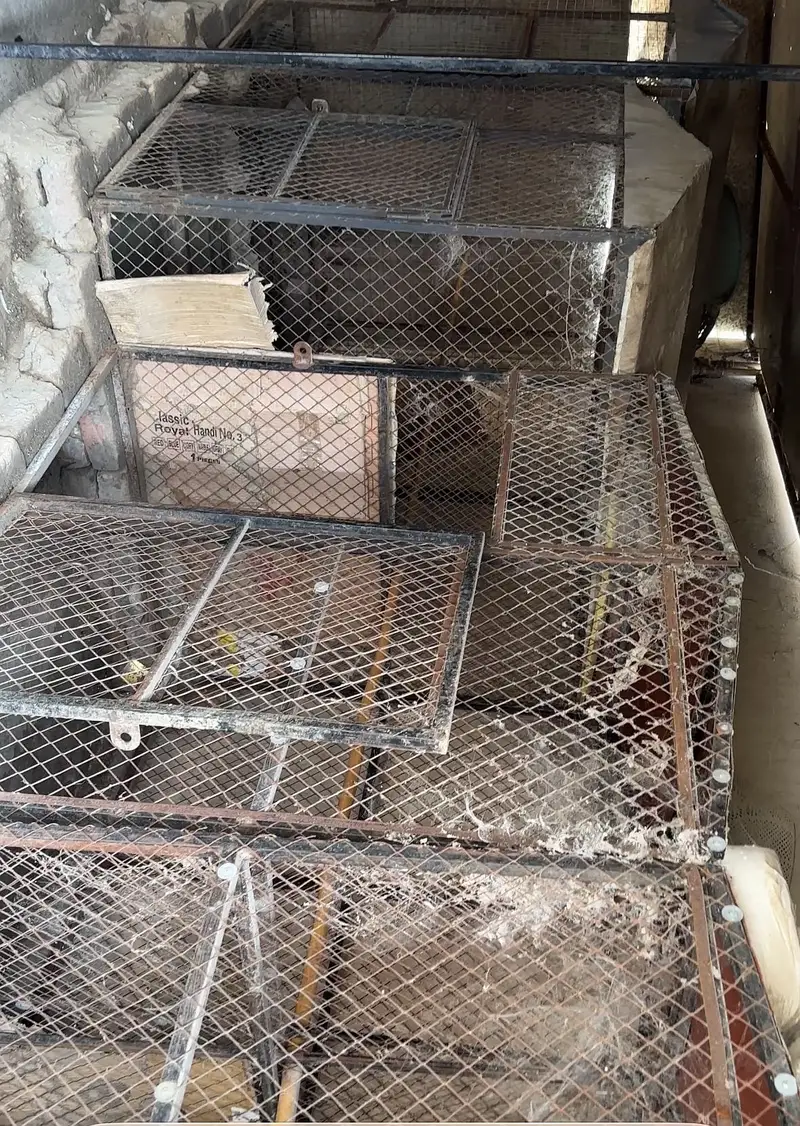 Aseel Cage Setup for sale — photo 2