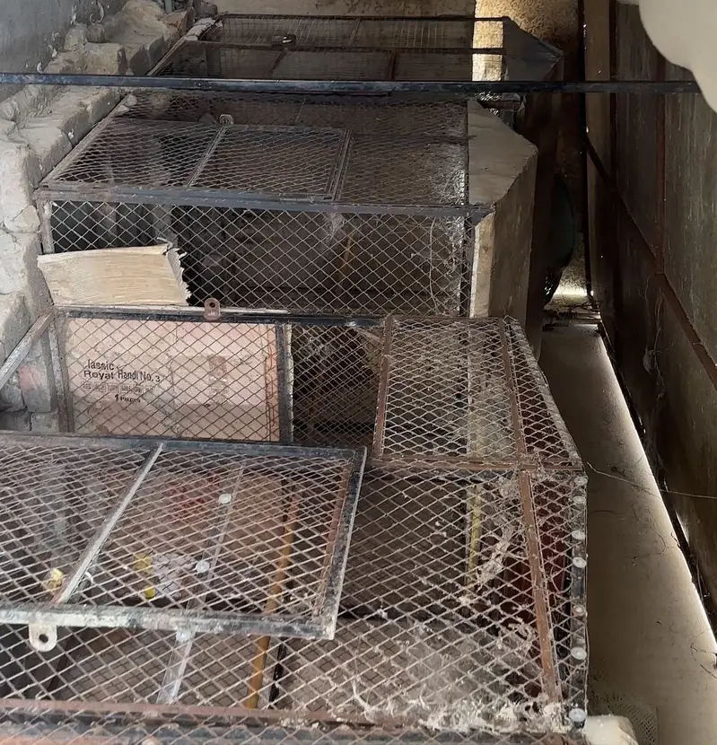 Aseel Cage Setup for sale — photo 5
