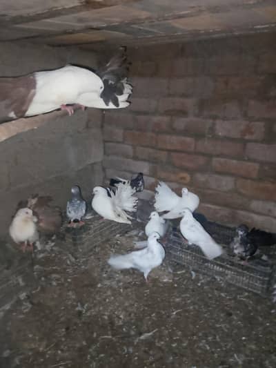 for sale pigeon
