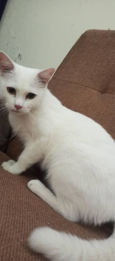 cats sale