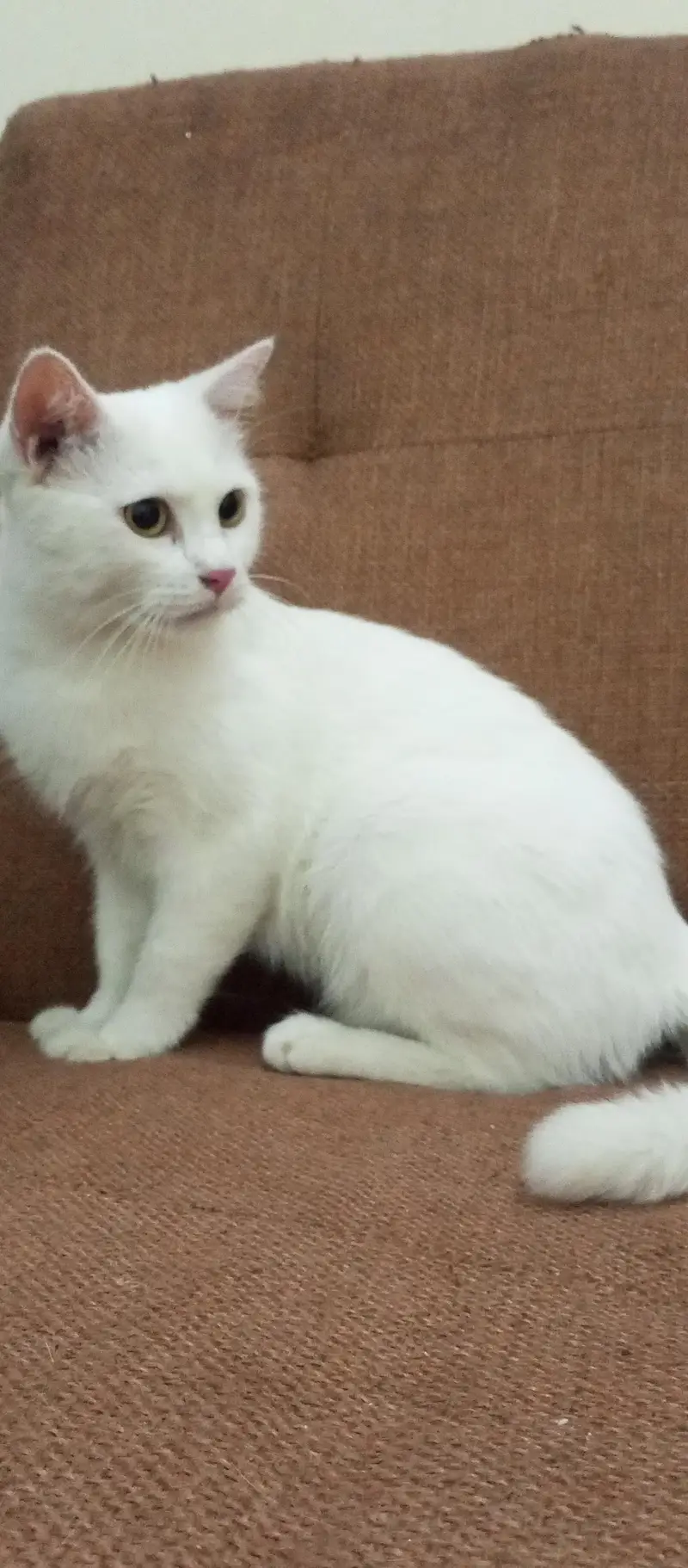 cats sale — photo 2