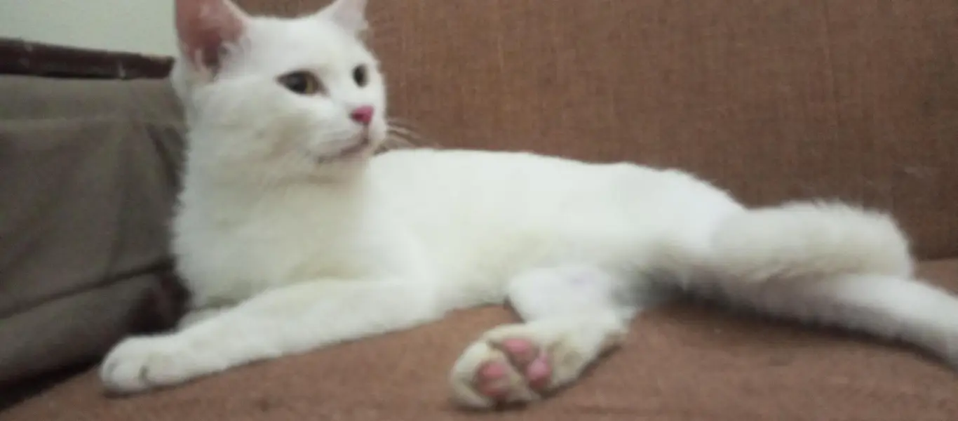 cats sale — photo 3