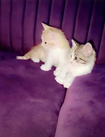 Persian cats vaccined 3 months old friendly and all ok  just selling