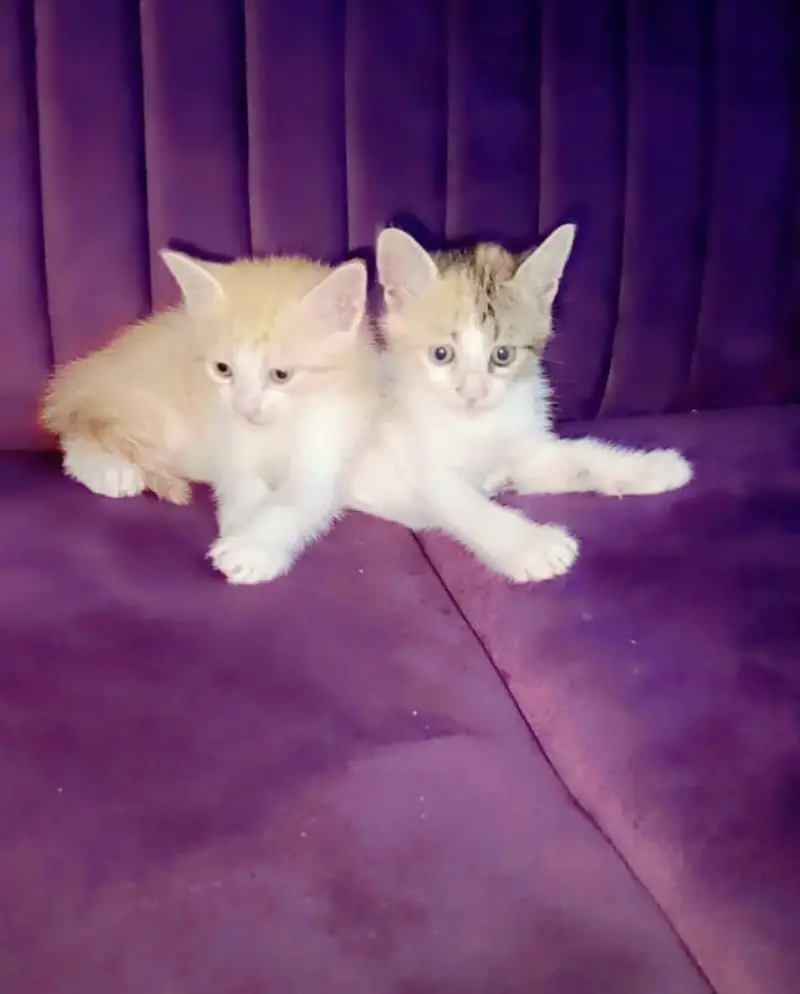 Persian cats vaccined 3 months old friendly and all ok  just selling — photo 2