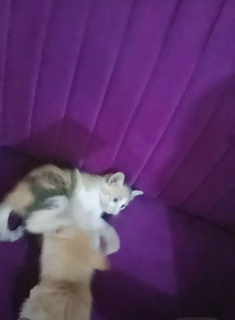 Persian cats vaccined 3 months old friendly and all ok  just selling — photo 3