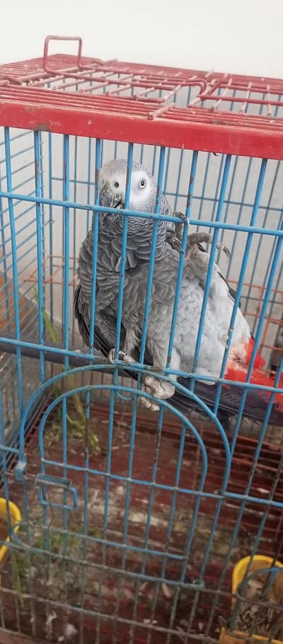 African Grey Adult Male