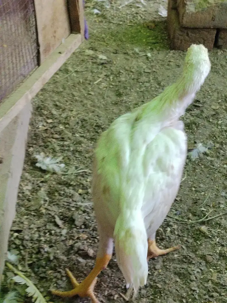 Shamo | White Shamo | king size Shamo | Shamo for sale — photo 5