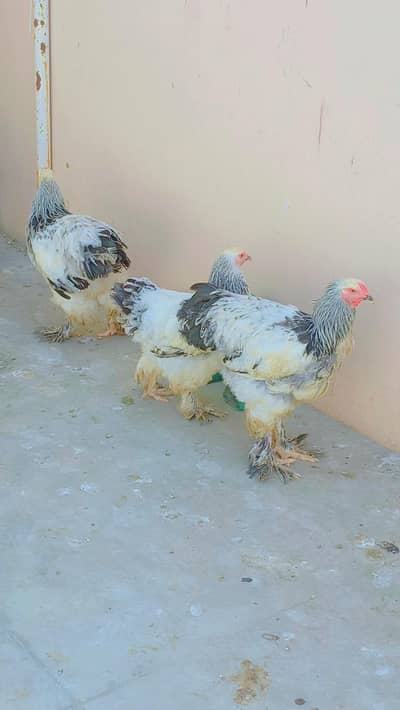 Lite Brahma
