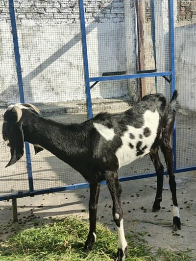 Bakri for sale mashallah bhot khubsurat hai 2 month gaban
