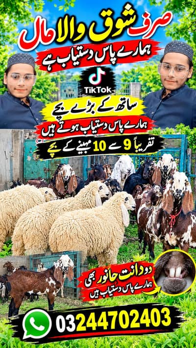 We have animals for reality for sacrifice 2027