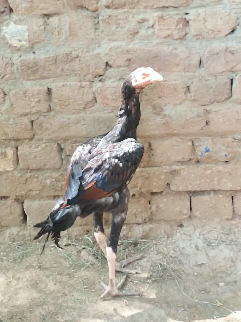 aseels patha far seel contact only whatsapp — photo 3