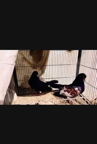 Pigeon khaal pair