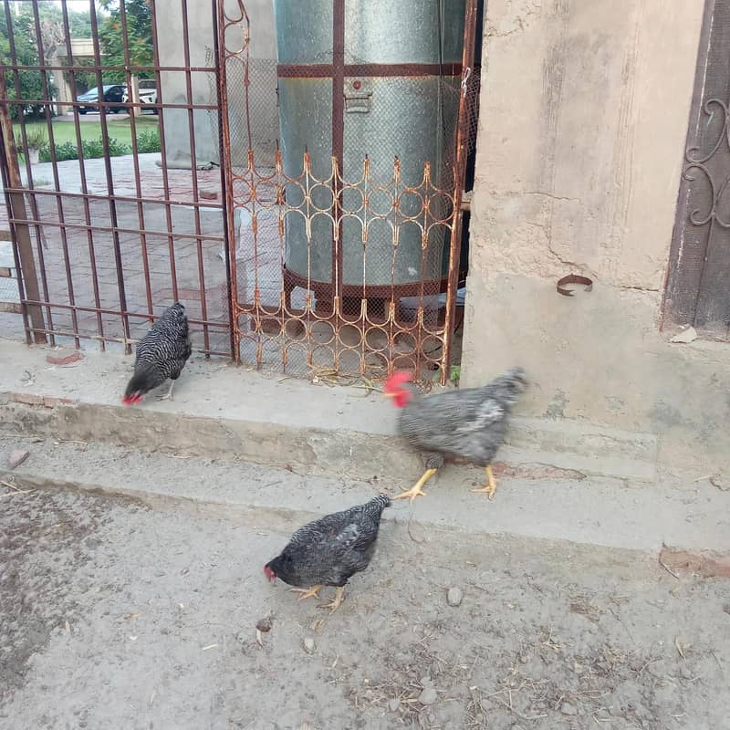 light Brahma & cheena breeder pairs for sale 4