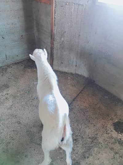 premium Russian teddy male goat /18 months/Male  contact: 03212889199