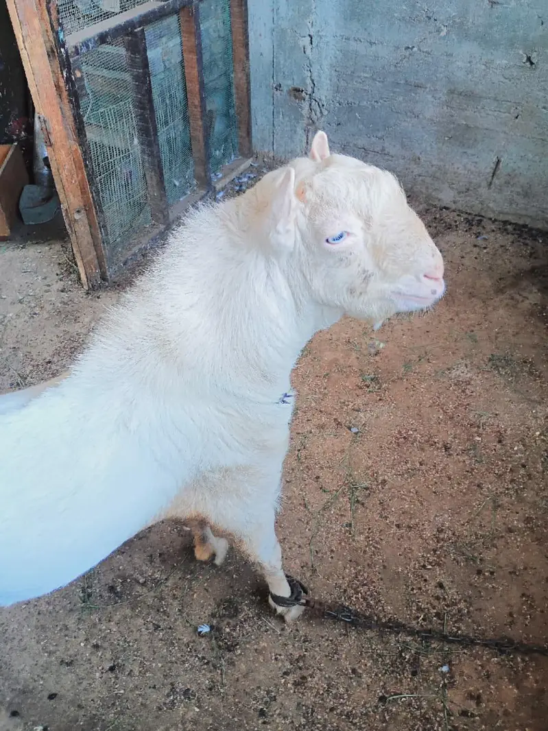premium Russian teddy male goat /18 months/Male  contact: 03212889199 — photo 2