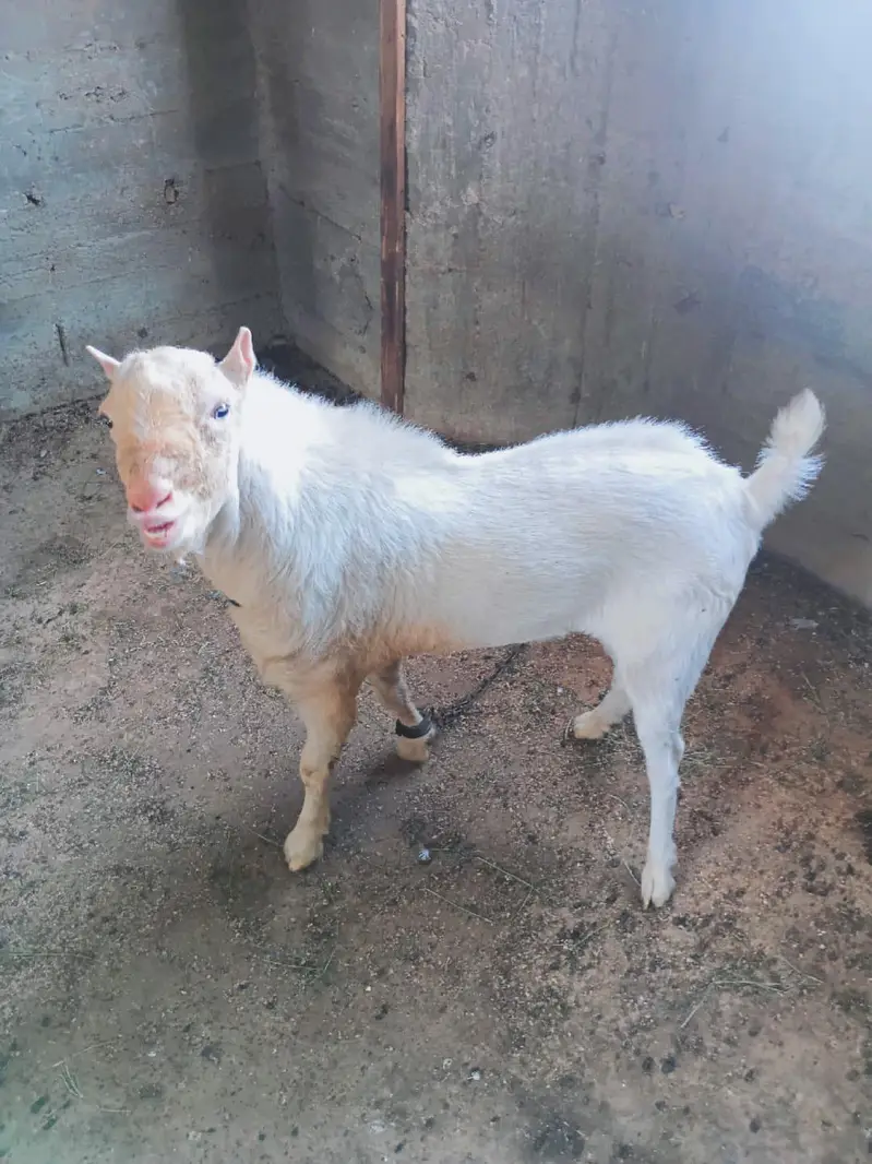 premium Russian teddy male goat /18 months/Male  contact: 03212889199 — photo 3