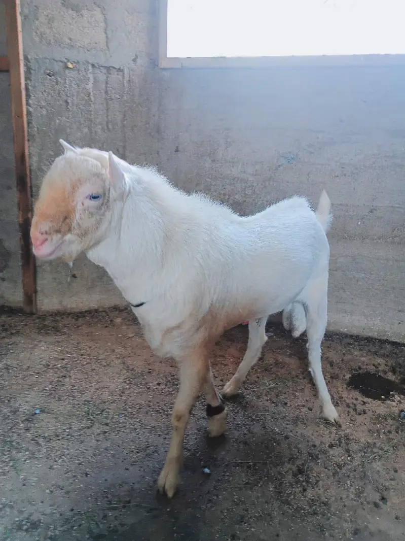 premium Russian teddy male goat /18 months/Male  contact: 03212889199 — photo 4