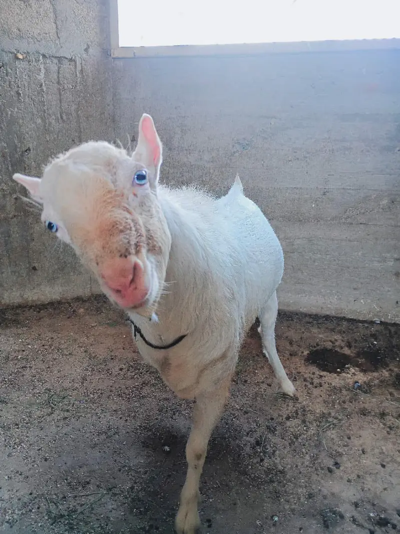 premium Russian teddy male goat /18 months/Male  contact: 03212889199 — photo 5