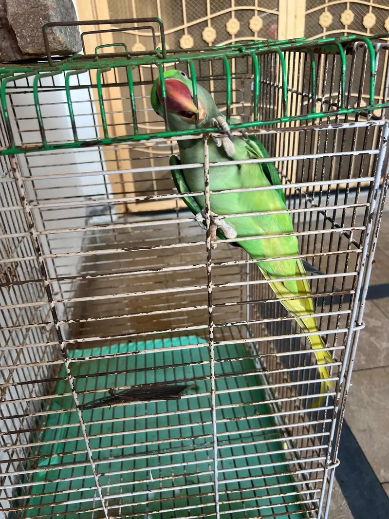 Raw parrot for sale — photo 2