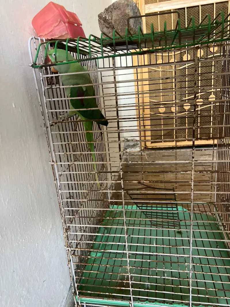 Raw parrot for sale — photo 3