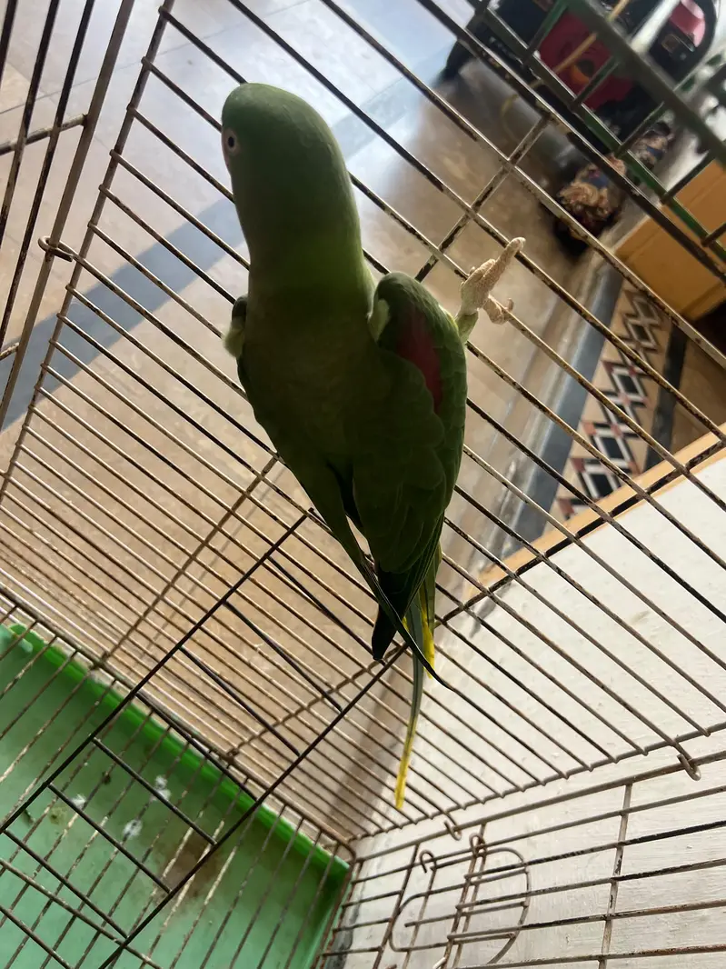 Raw parrot for sale — photo 4