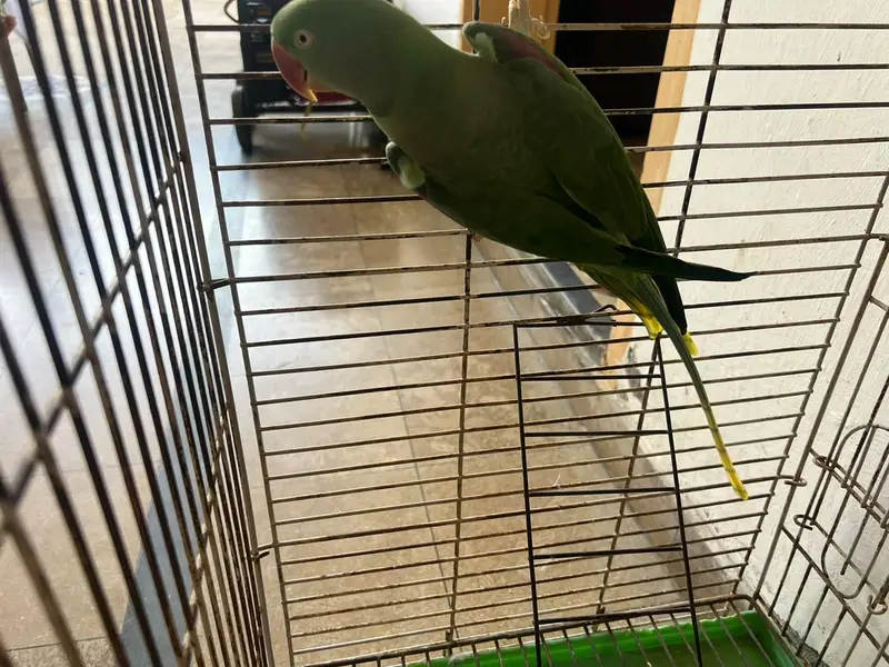 Raw parrot for sale — photo 5