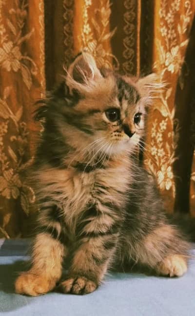 White g Grey Persian cat