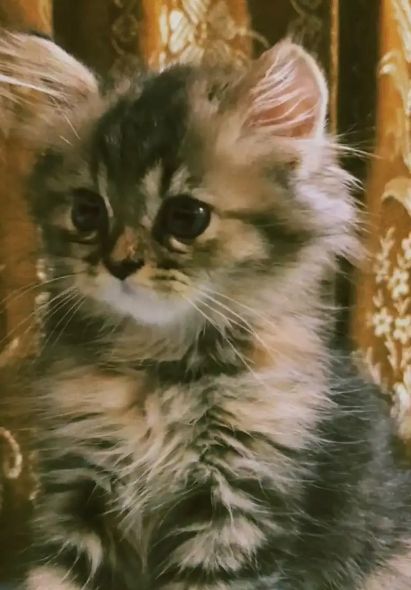 White g Grey Persian cat — photo 3