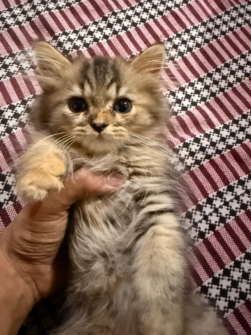 White g Grey Persian cat — photo 4