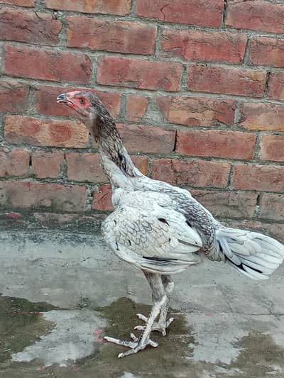 Aseel pathai for sale