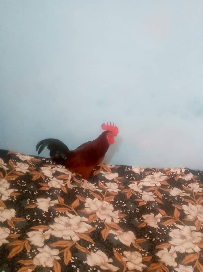 cock  . 0