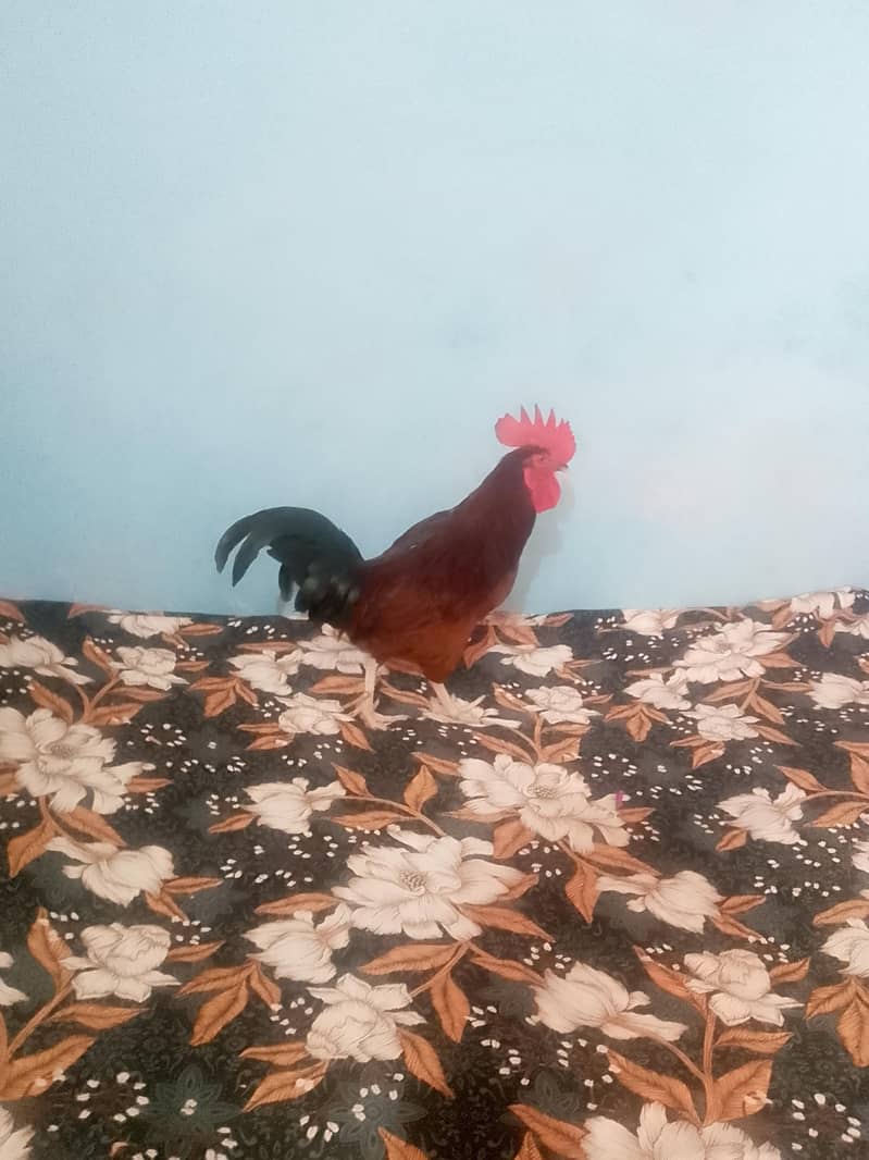 cock  . 1