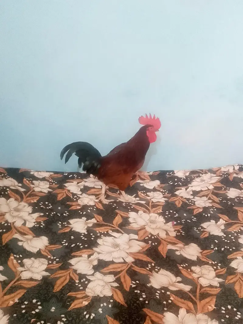 cock  . — photo 2