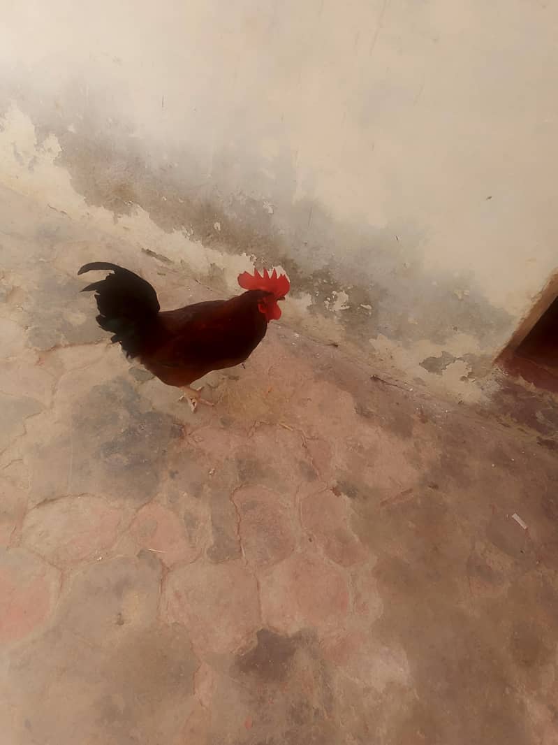 cock  . 2