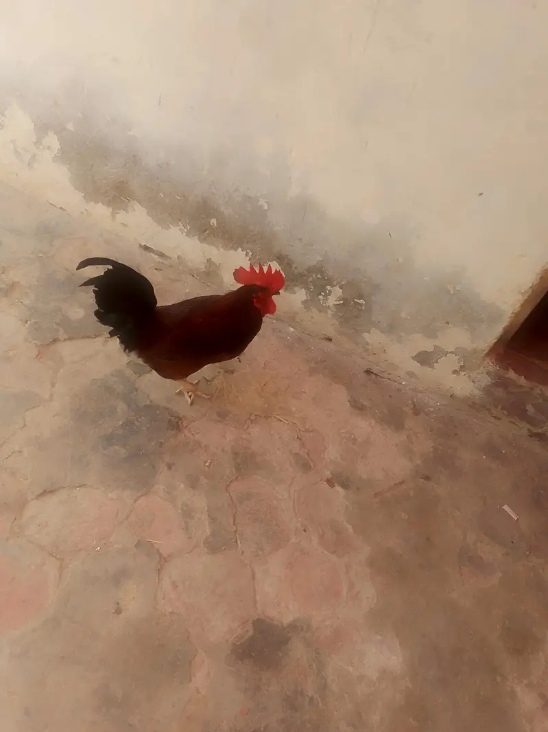 cock  . — photo 3
