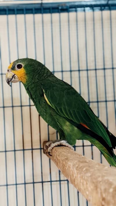Amazone Parrot with Cage