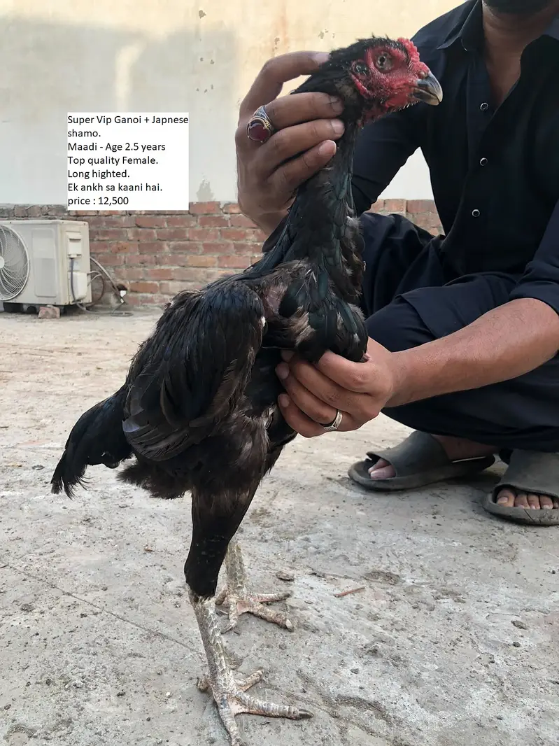aseel / thai aseel / burmi aseel / aseel Ganoi / chicks / patha /pathi — photo 2
